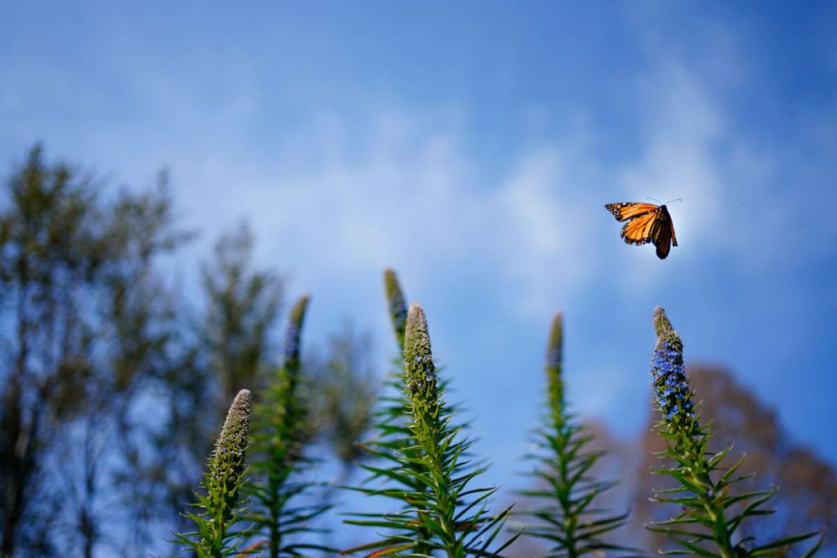 Las mariposas monarca occidentales florecen en los jardines creados para sustentar insectos y pájaros polinizadores.