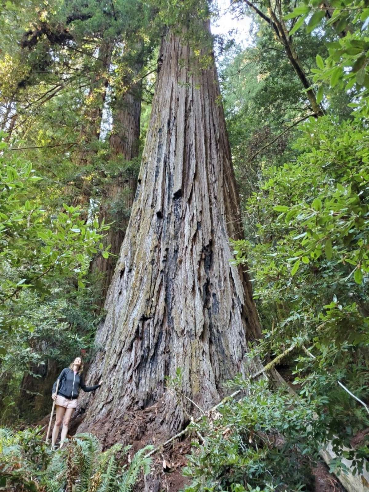 El autor posa con Hyperion, el árbol más alto del mundo. Más tarde se enteró de que cuando muchas personas caminan y se paran en los mismos lugares cerca de las secuoyas, pueden dañar el sotobosque y los sistemas radiculares.