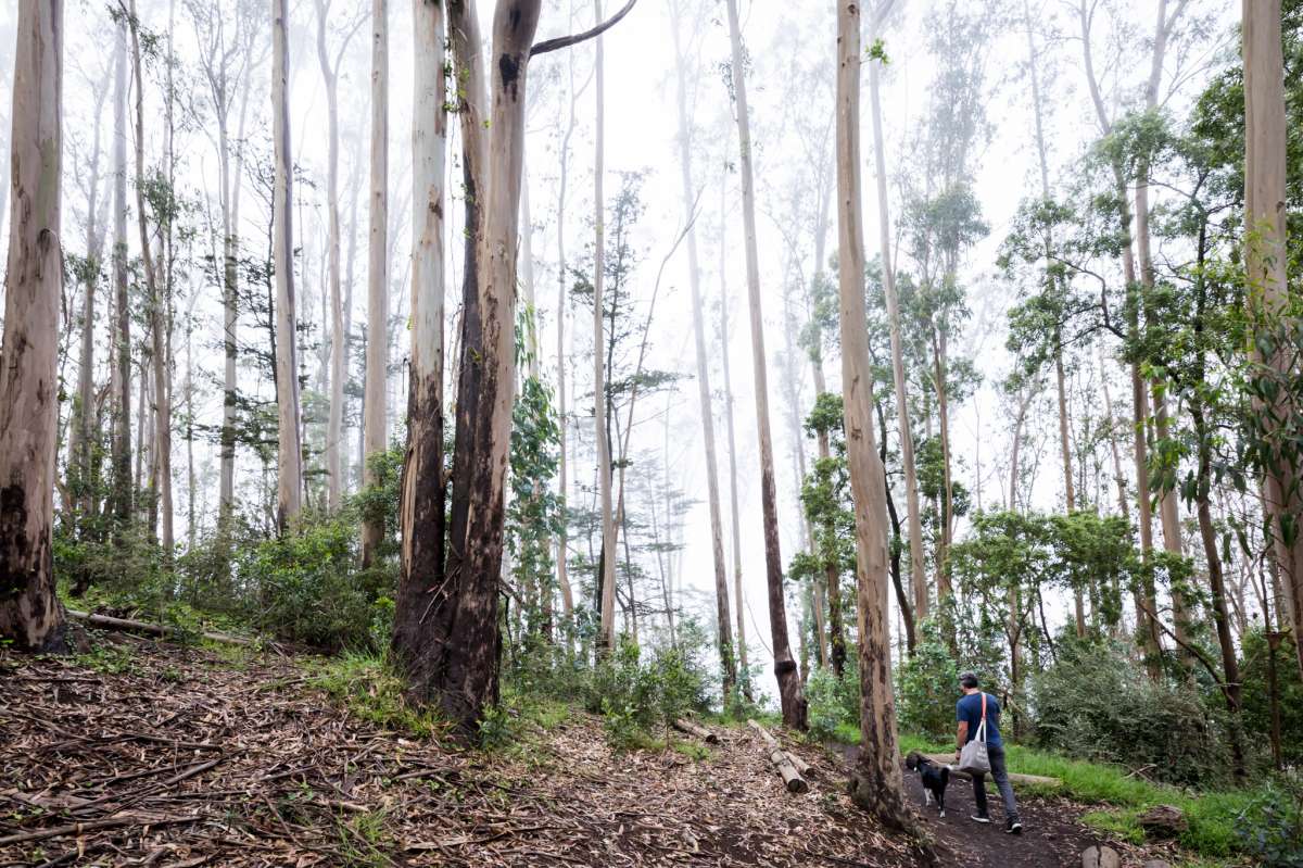 Un excursionista recorre un sendero en el Monte Sutro el 10 de septiembre de 2021. La Reserva de Espacio Abierto Mount Sutro brinda un respiro natural en el medio de San Francisco.