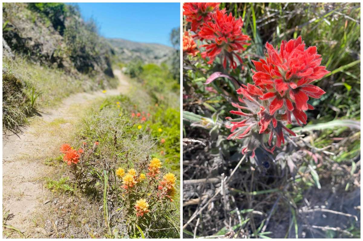 Flores silvestres de pincel rojo y amarillo salpican las laderas de Cherry Canyon en la isla Santa Rosa.
