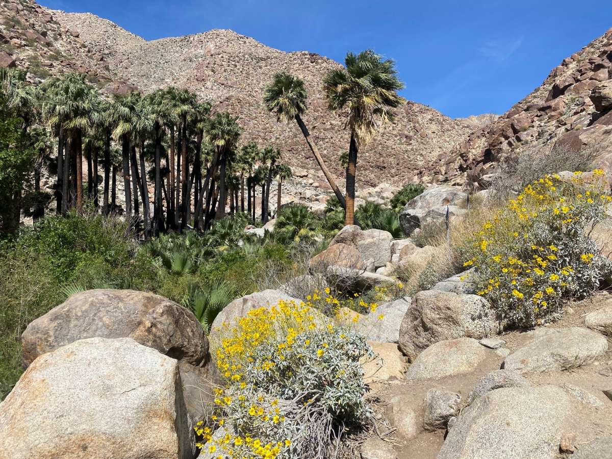 Una vista del oasis de Palm Canyon en Anza Borrego Desert State Park.