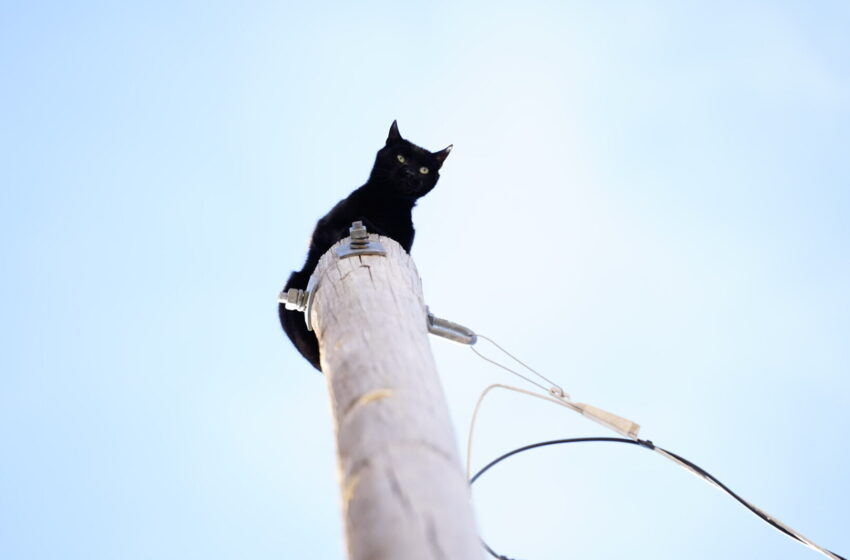  El gato “Pantera” es rescatado tras permanecer varios días en un poste de electricidad