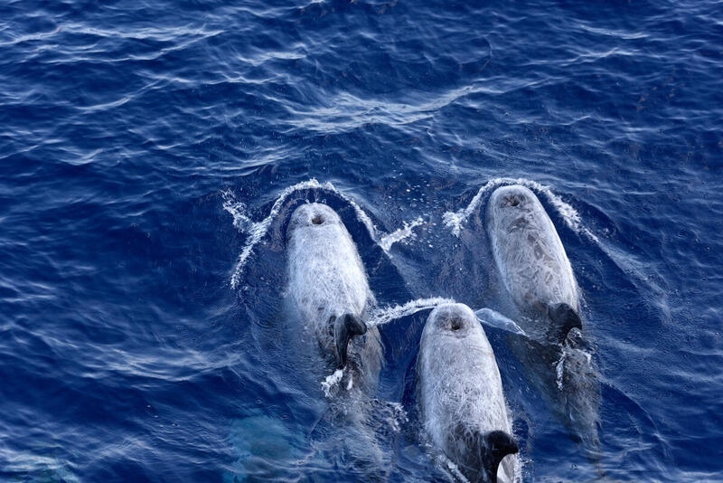  Greenpeace: La caza de gas en Grecia es una amenaza “insoportable” para las ballenas