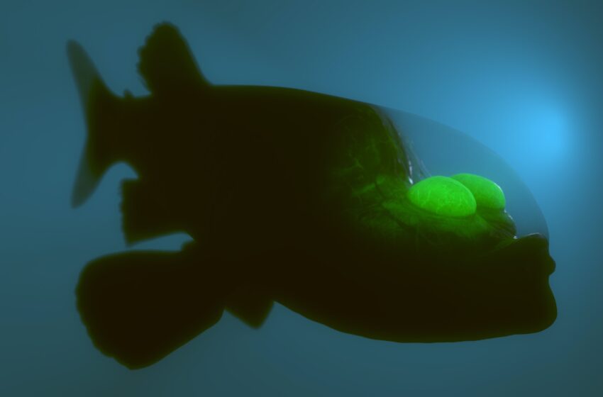  Investigadores del Acuario de la Bahía de Monterey tienen un encuentro “único en la vida” con un “extraño” pez de aguas profundas