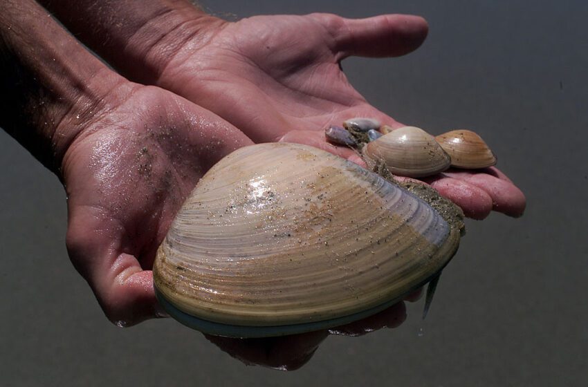  Los científicos no saben por qué las almejas salen de la arena en Pismo State Beach