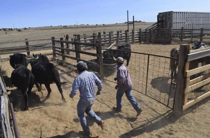  Los ganaderos navajos quieren que se etiquete la carne importada