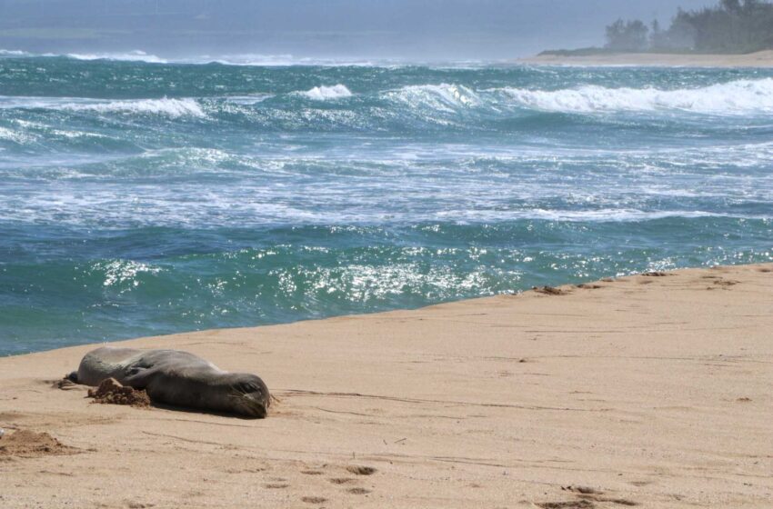  Una foca monje hawaiana en peligro de extinción recibe un disparo en la cabeza en Molokai