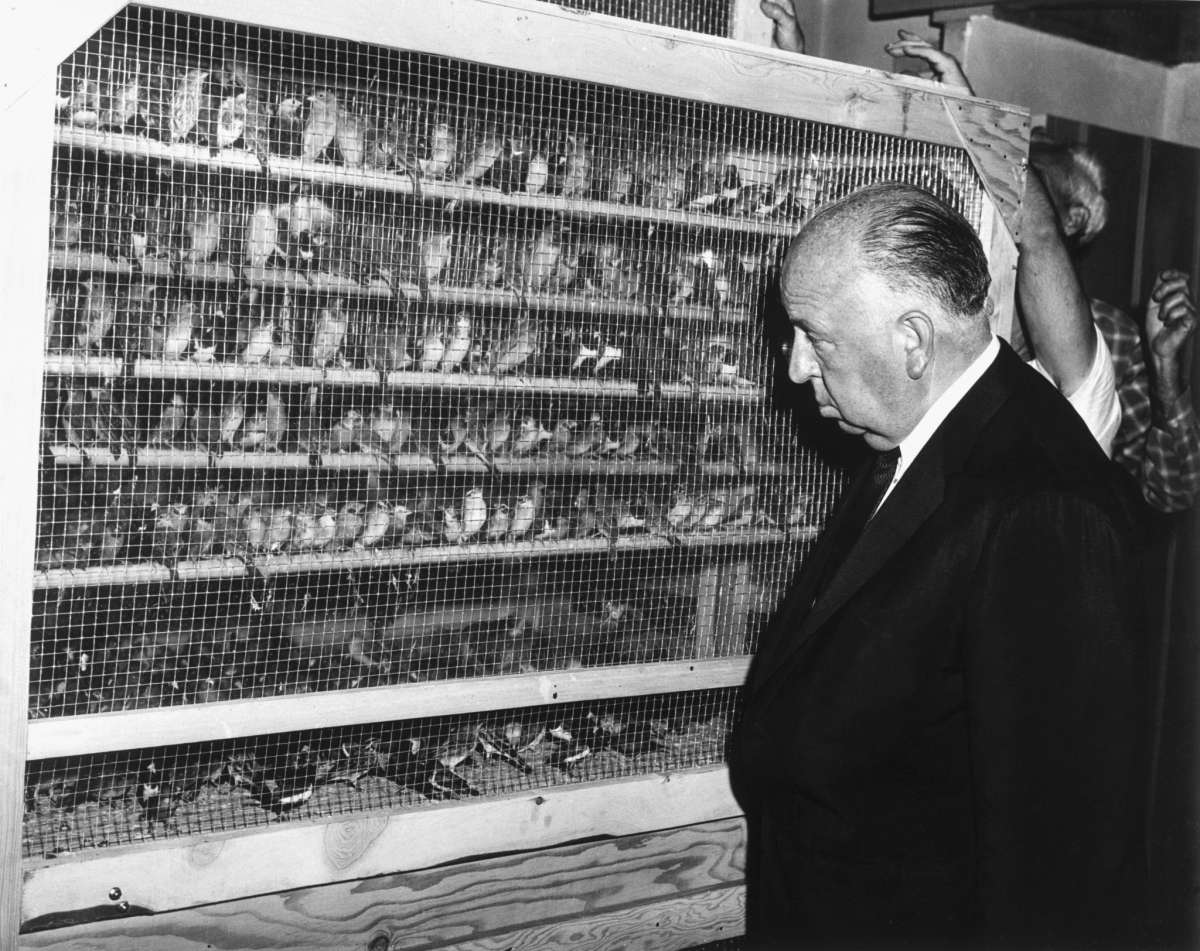 El director Alfred Hitchcock inspecciona algunos de los pájaros que aparecen en una de las secuencias de terror de su nueva película "Los pájaros". 