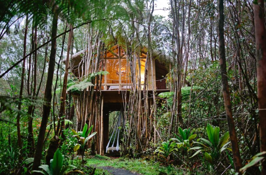  ‘Una percha del mundo’: las casas de ensueño en los árboles de la jungla de Hawái son parte de una tendencia creciente