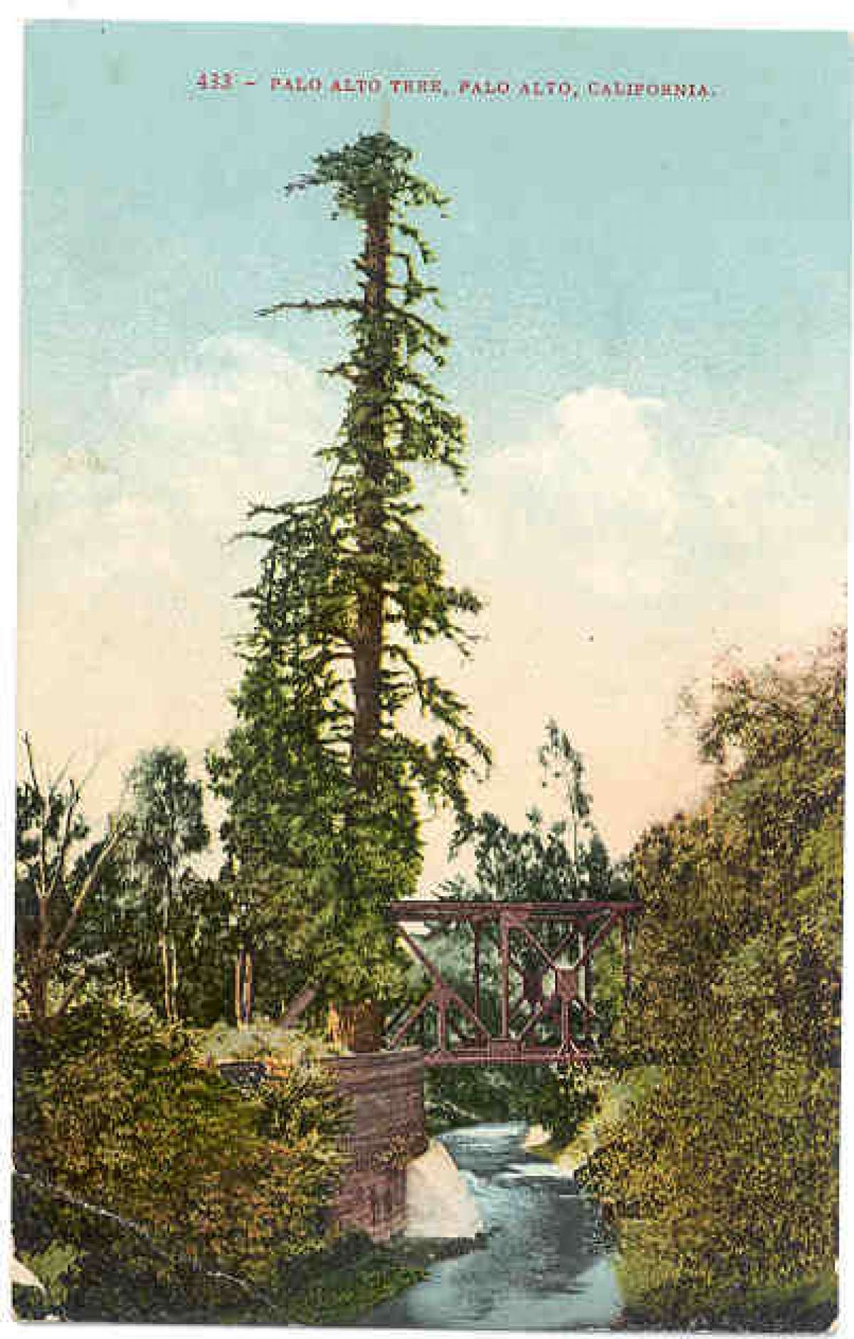 El Palo Alto, the namesake tree of Palo Alto, Calif.