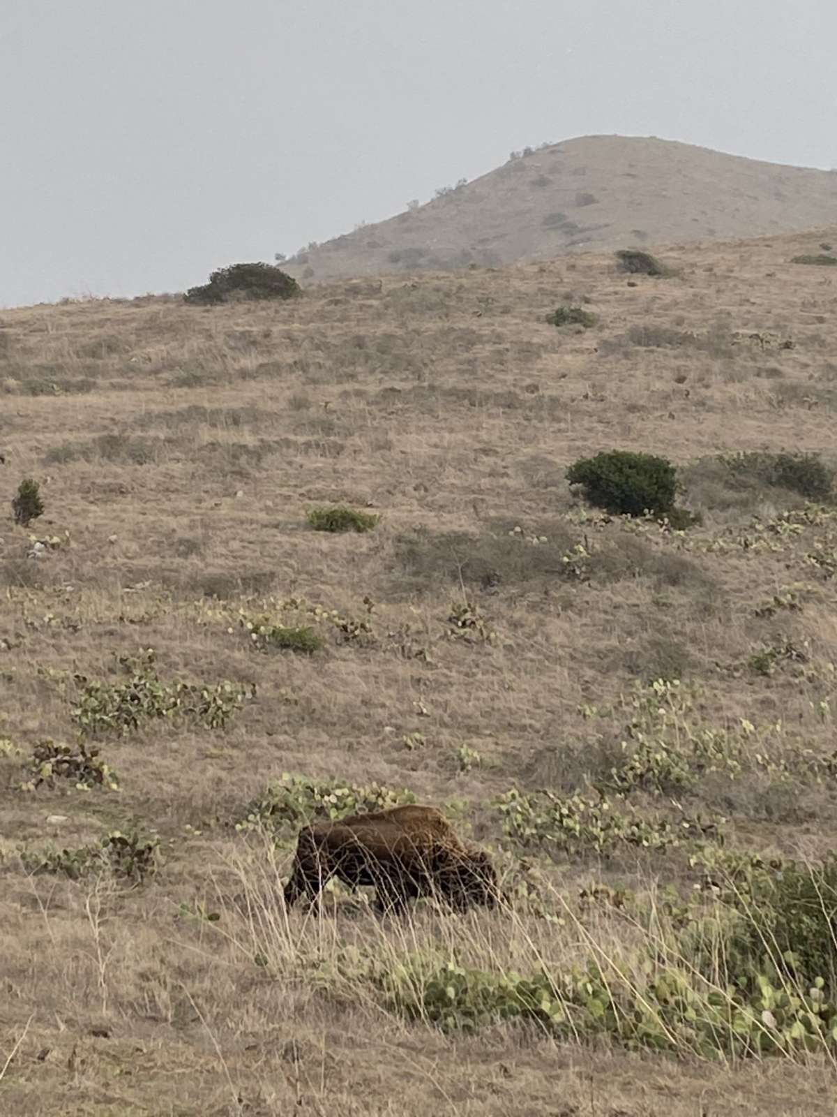 El bisonte Karl pasta cerca de Two Harbors en la isla Catalina.