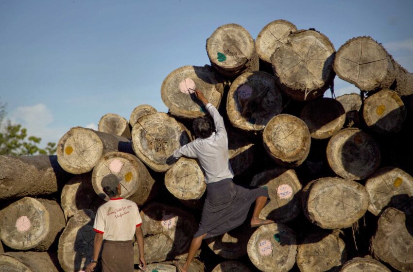  Datos comerciales: Las exportaciones de teca de Myanmar ayudan a financiar el régimen militar