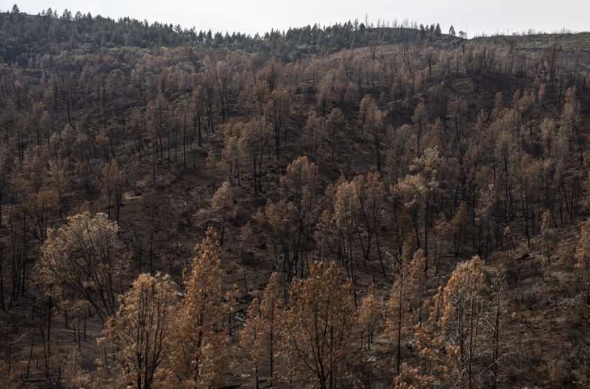  El desarrollo de un complejo de lujo en el norte de California se detuvo debido al riesgo de incendios forestales