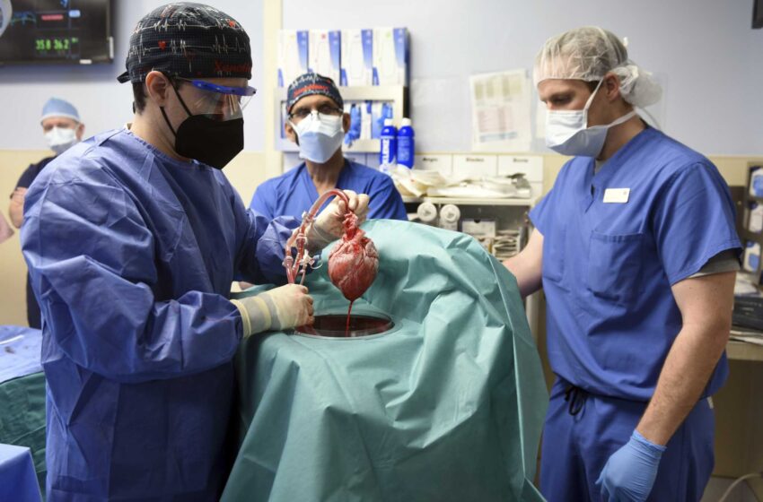  En primer lugar, cirujanos estadounidenses trasplantan un corazón de cerdo a un paciente humano