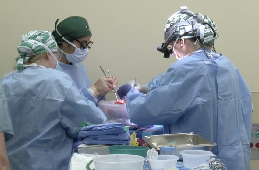  Investigadores estadounidenses prueban un trasplante de cerdo a humano en un cuerpo donado
