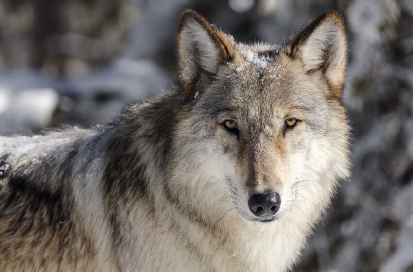  La junta de control de lobos de Idaho tendrá 1 millón de dólares para matar lobos