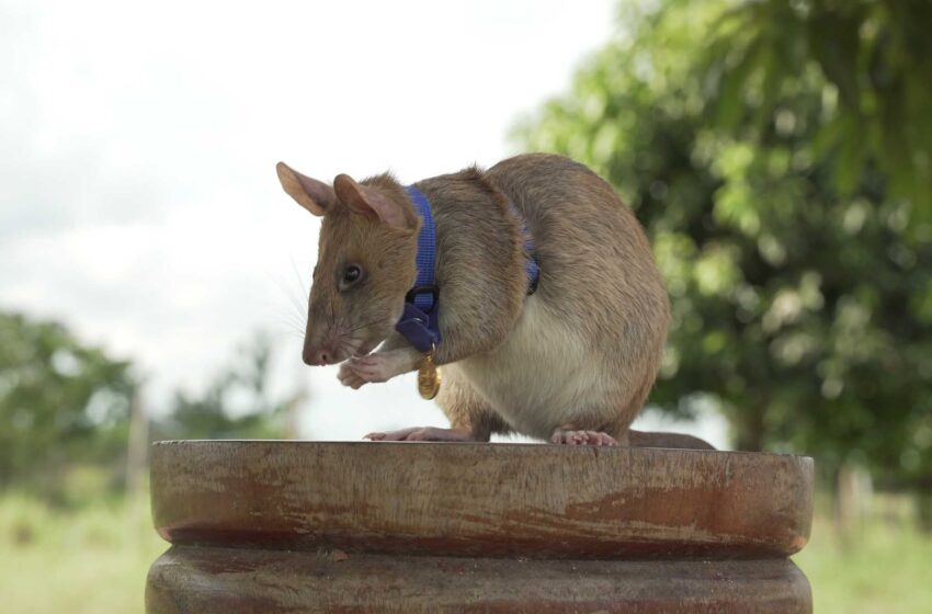  La rata que detectó minas terrestres en Camboya muere jubilada