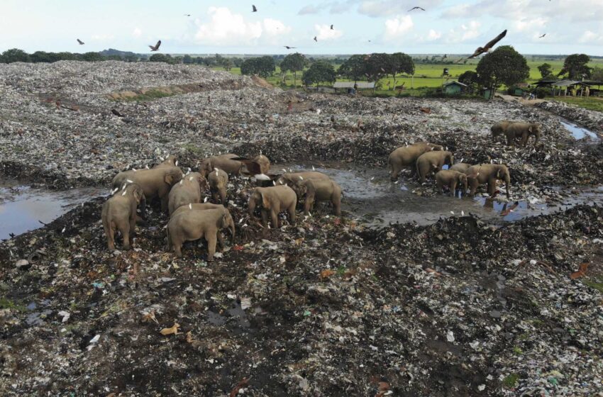  Los elefantes mueren por comer residuos de plástico en un vertedero de Sri Lanka