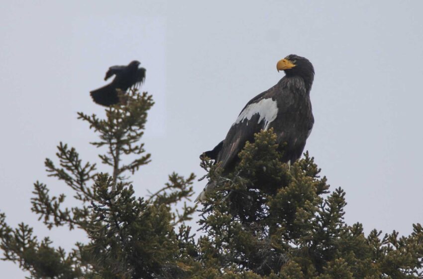  Rara águila vista en Maine, asombrando a los observadores de aves, podría quedarse un poco