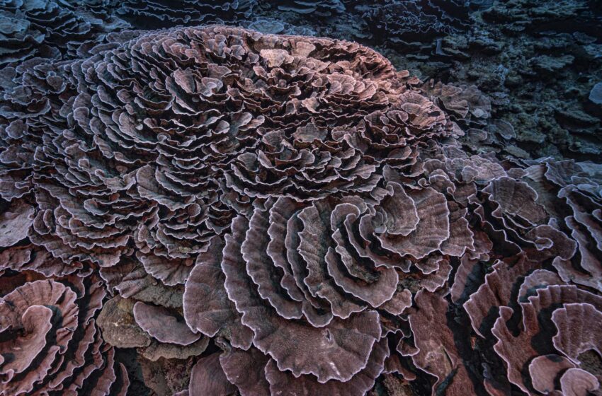  Raro y prístino arrecife de coral encontrado frente a la costa de Tahití