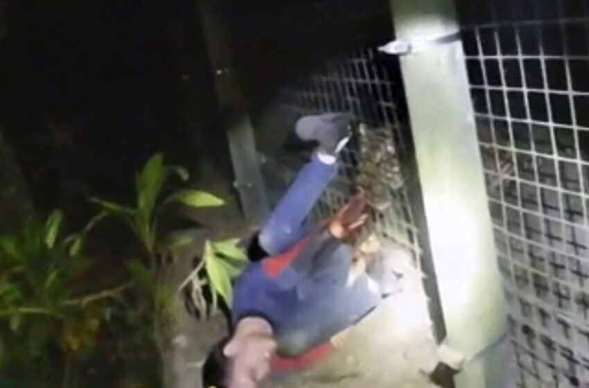  Vídeo: Disparan a un tigre de zoo mientras muerde el brazo de un hombre mientras grita
