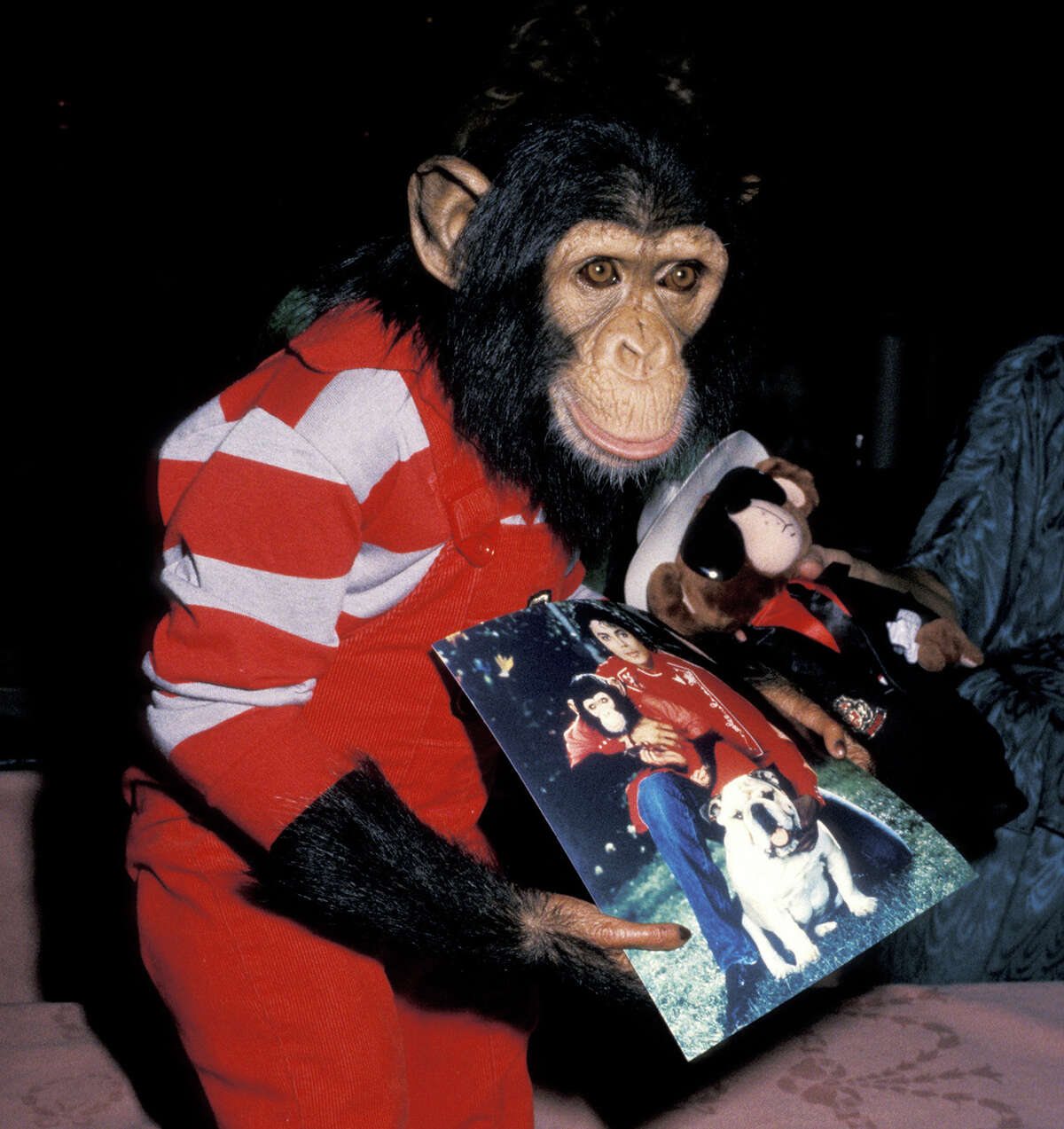 Bubbles, el querido chimpancé de Michael Jackson, solía vivir a tiempo completo en Neverland Ranch. La propiedad, abandonada y en mal estado durante una década y media, se encuentra actualmente en proceso de renovación. 