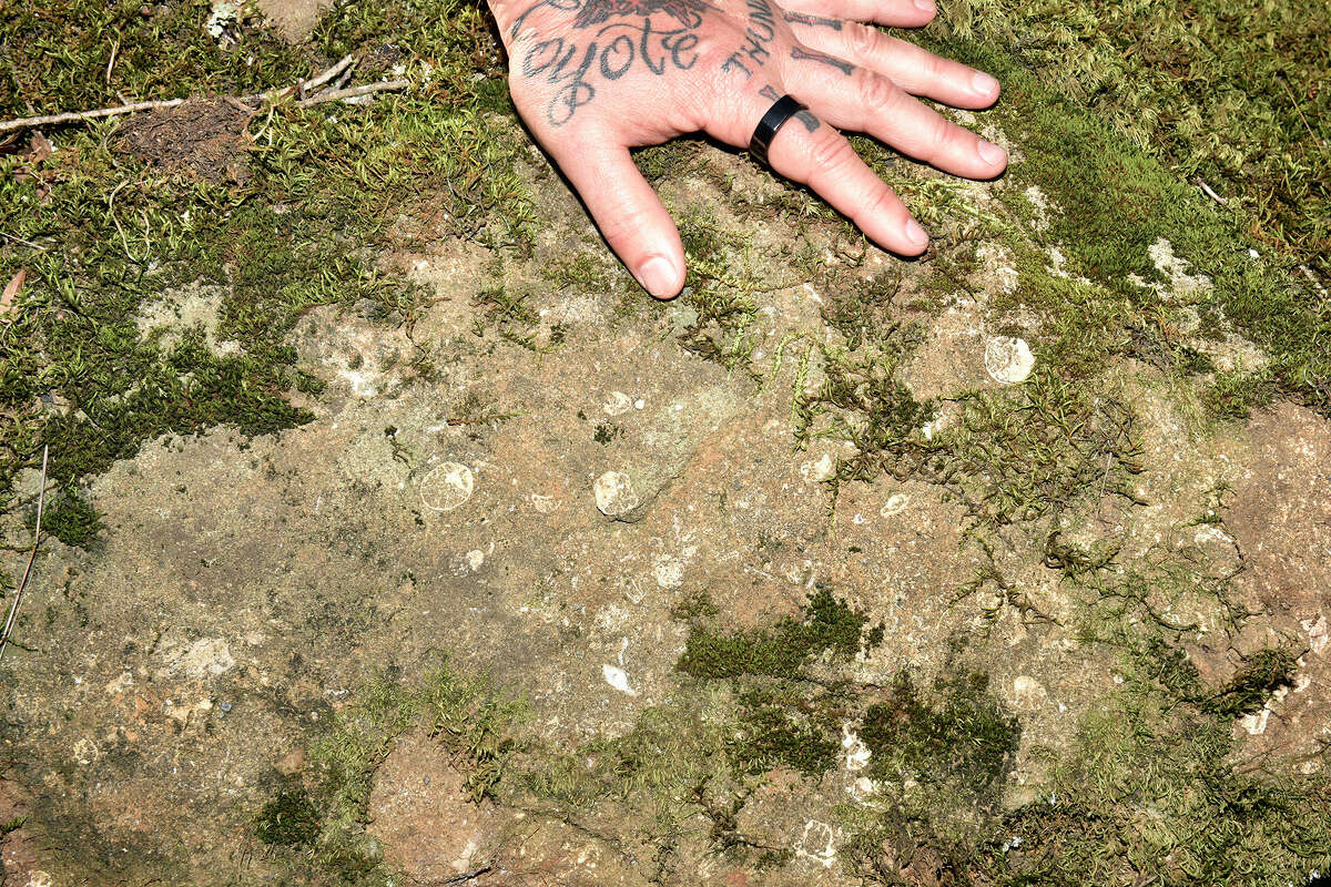 El naturalista Obi Kaufmann señala conchas marinas incrustadas en una roca en la ladera suroeste del Monte Diablo, el viernes 18 de febrero de 2022. 