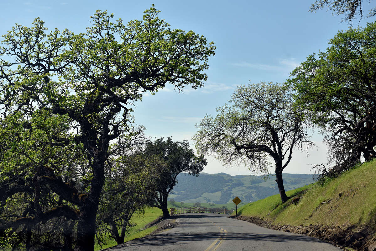 Los árboles bordean la carretera en el Parque Estatal Mount Diablo debajo de la entrada de South Gate.