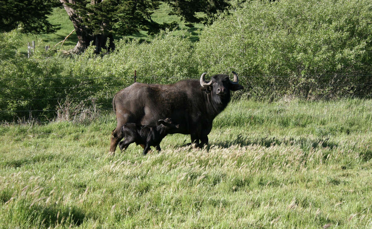 Una madre búfalo de agua y su cría en Ramini Mozzarella.