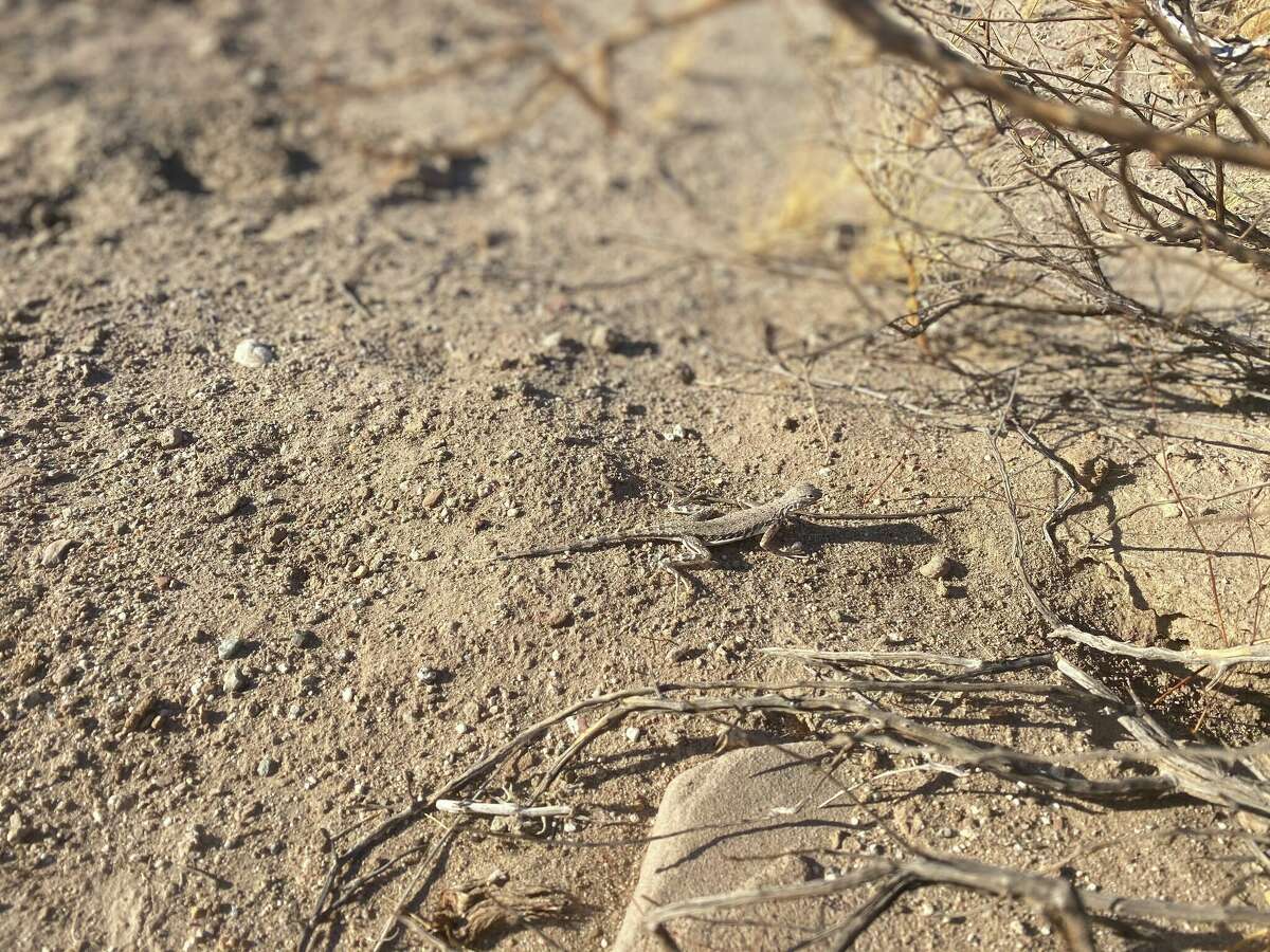 Una lagartija toma el sol en The Slot en el Parque Estatal del Desierto de Anza-Borrego.