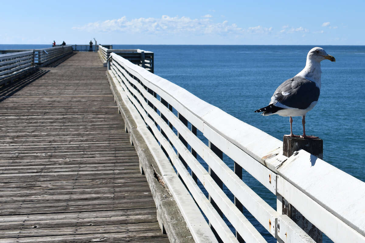 Una gaviota solitaria se encuentra en la barandilla del muelle de San Simeón. Además de un puñado de lugareños, las aves marinas son las únicas visitantes regulares del pequeño pueblo costero. 