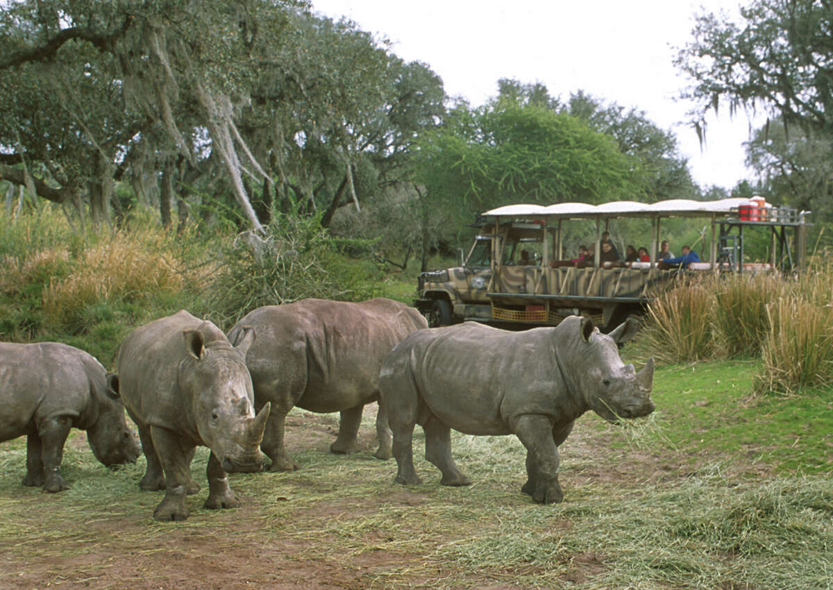 Visitantes en el tour Kilimanjaro Safaris en el parque temático Animal Kingdom en Disney World.