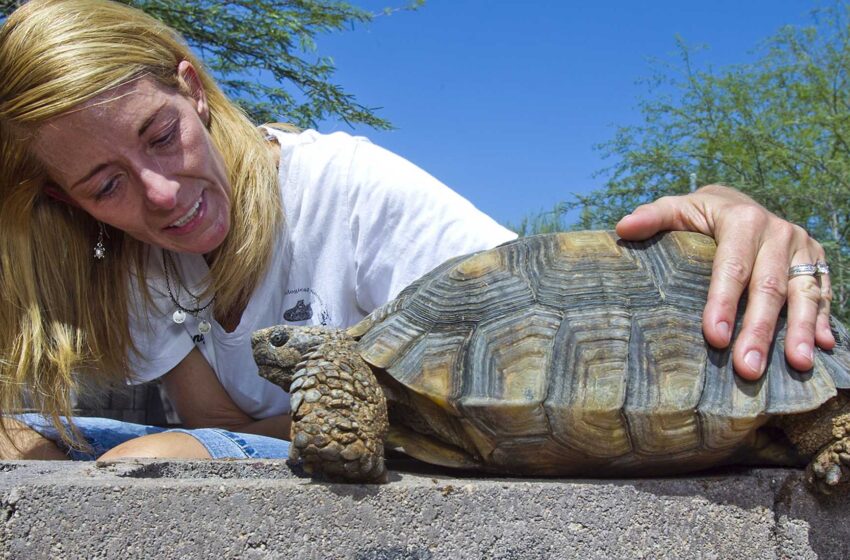 Agencia: La tortuga del desierto de Sonora no necesita la protección de los Estados Unidos
