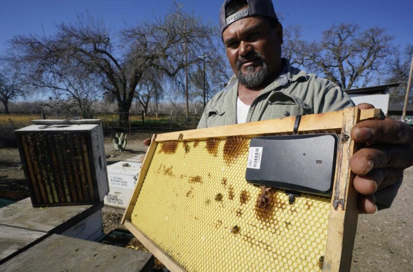  Los apicultores recurren a la tecnología antirrobo ante el aumento de los robos de colmenas