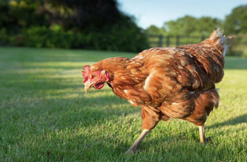  Miles de pollos salvajes deambulan por Hawái.  Un nuevo proyecto de ley propone una solución única para detenerlos.