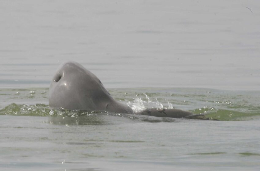  Muere el último delfín de agua dulce del noreste de Camboya