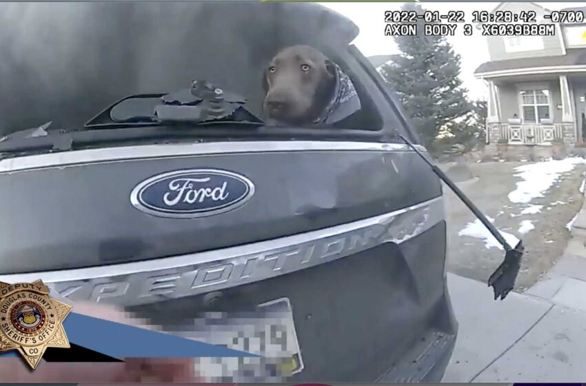  Un perro con suerte: El ayudante del sheriff de Colorado rescata a un cachorro de un todoterreno en llamas