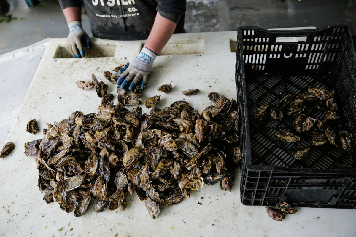 Clasificación de ostras en Hog ​​Island Oyster Co. en Marshall, California.