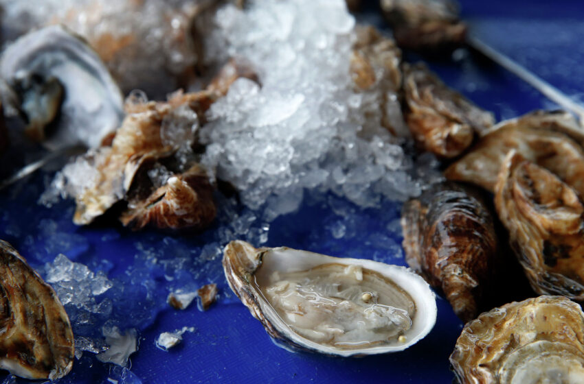  Este equipo de ostras de North Bay se está abriendo y arrastrándose por la costa