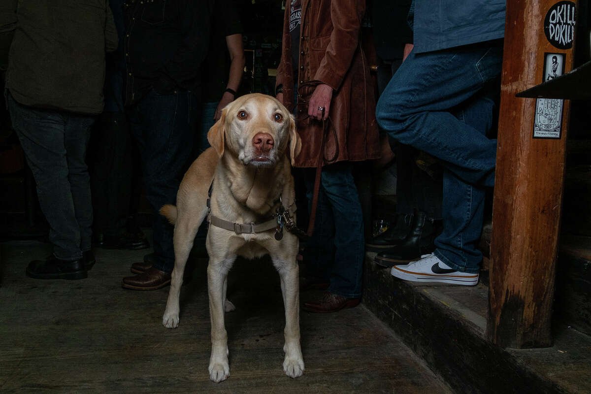 La mascota local favorita, Murray, de 9 años, disfruta de una noche en el Hotel Utah Open Mic durante la reapertura oficial del bar y el local de música el lunes. 