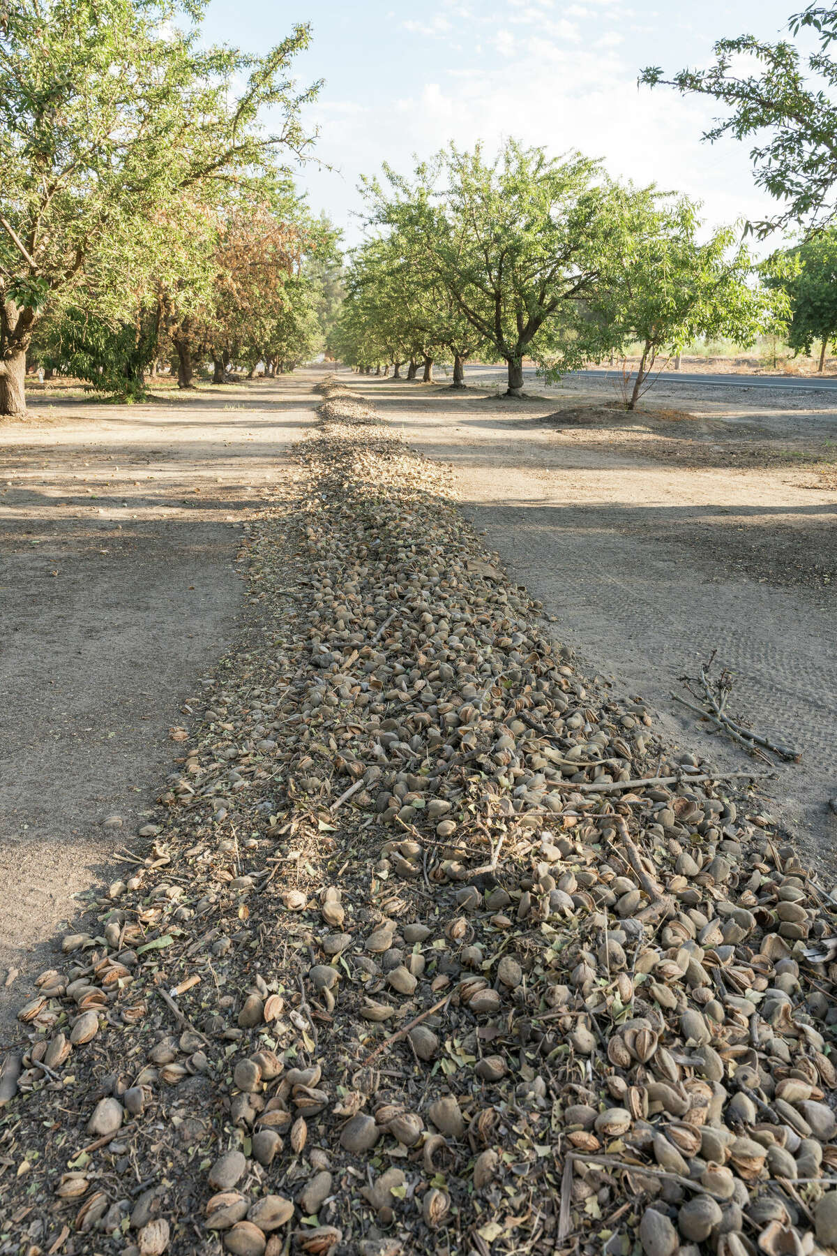 Almendros y nueces sacudidos y alineados en filas para su recogida en una gran finca de almendros.