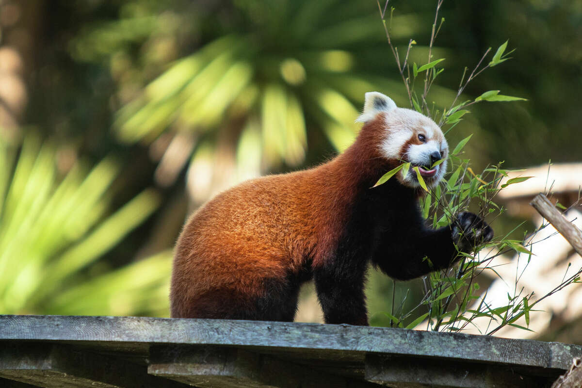 El panda rojo Mei Lee disfruta de un bocadillo de bambú en el recinto del panda rojo en el Zoológico de San Francisco el 11 de marzo. El zoológico nombró a su panda rojo hembra Mei Lee en la fecha de lanzamiento de la película de Pixar. "Volviendose rojo" en Disney Plus. El director de la película Domee Shi y otros miembros de la producción estudiaron a los pandas rojos en el Zoológico de San Francisco para ayudar a animarlos en la película.