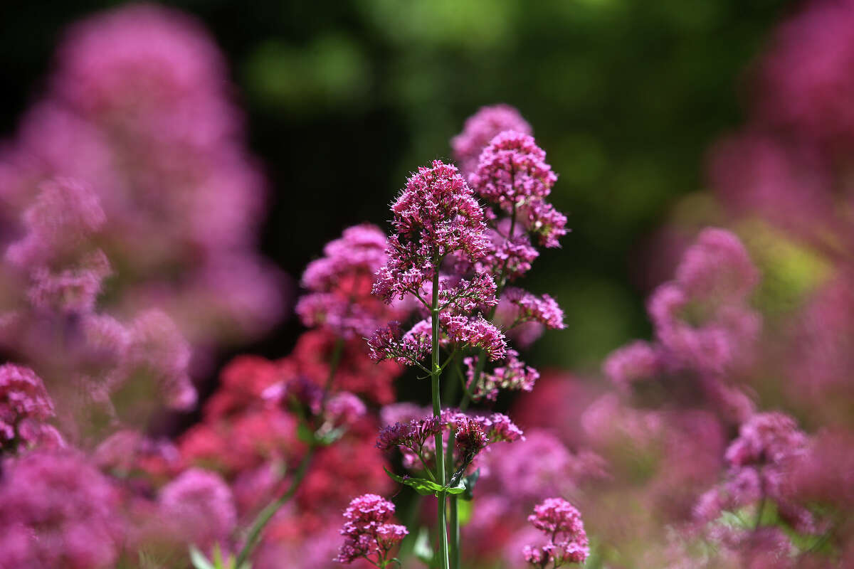 La valeriana roja es fotografiada en el Blake Garden de UC Berkeley el 18 de mayo de 2016, en Kensington, California.