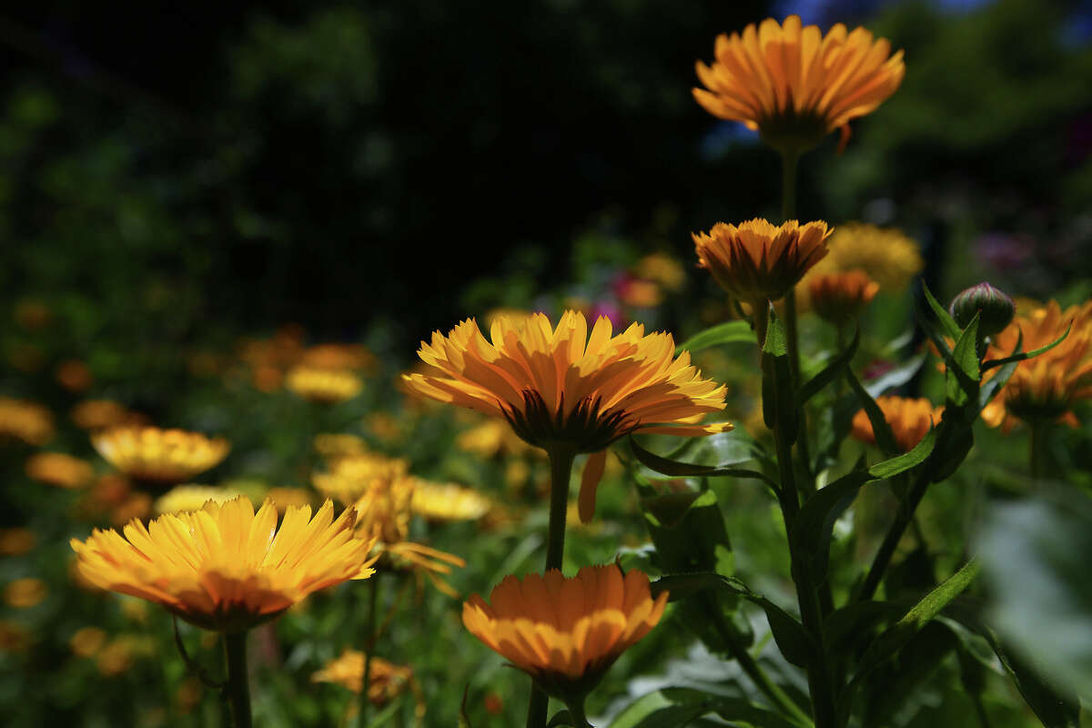 Las flores de caléndula se fotografían en el Blake Garden de UC Berkeley el 18 de mayo de 2016, en Kensington, California.