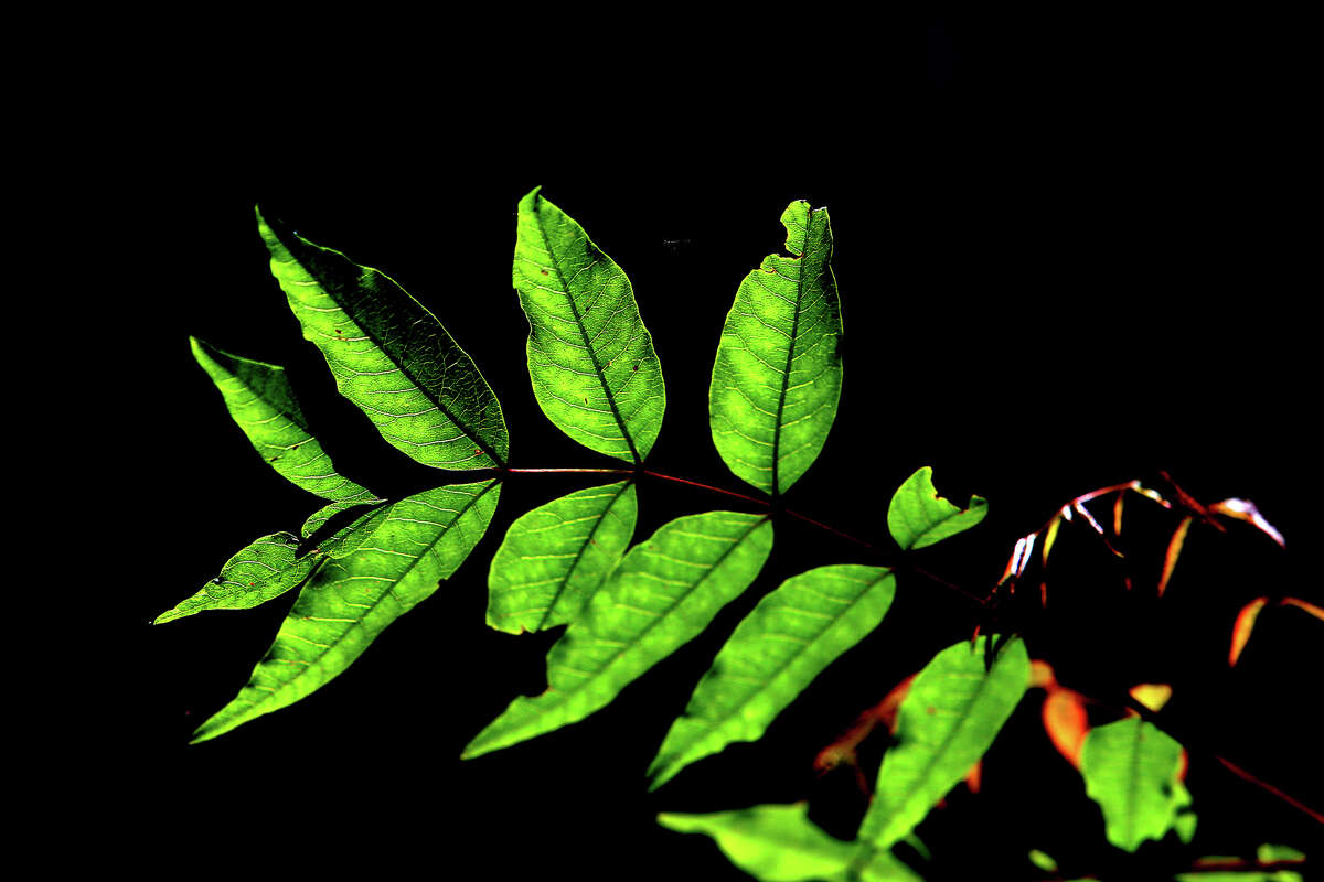 La luz del sol ilumina las hojas de una planta en Redwood Canyon en Blake Garden de UC Berkeley el 18 de mayo de 2016, en Kensington, California.