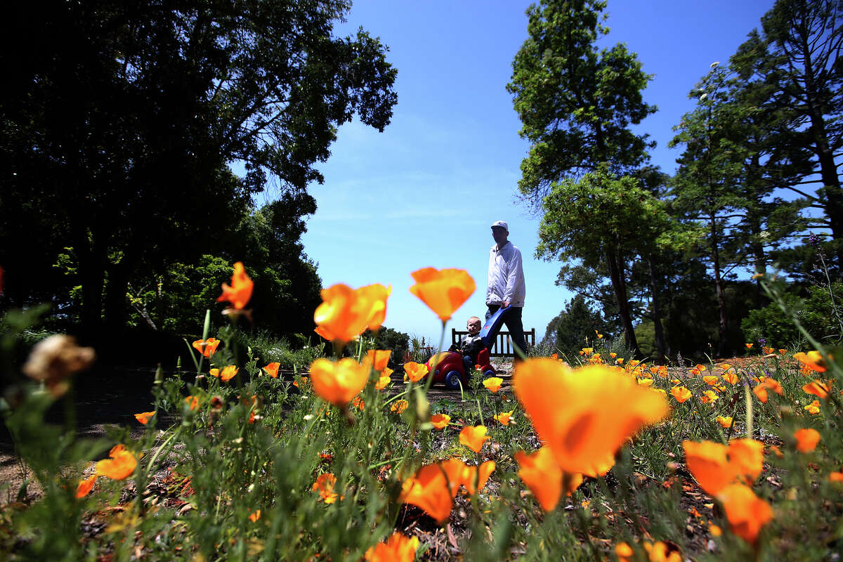 Un visitante empuja a un niño en una carriola frente a un grupo de amapolas de California el 18 de mayo de 2016 en Kensington, California.