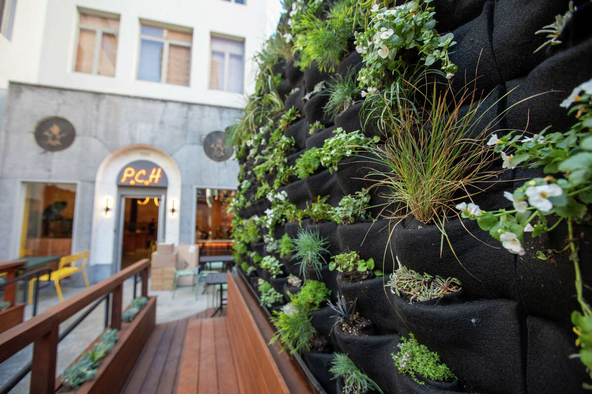 Una pared de plantas vivas a lo largo de los asientos exteriores en la nueva ubicación de Pacific Cocktail Haven en San Francisco el 11 de marzo de 2022. El bar reabrirá en una nueva ubicación después de haber estado cerrado durante más de un año luego de un incendio destructivo en febrero de 2021.