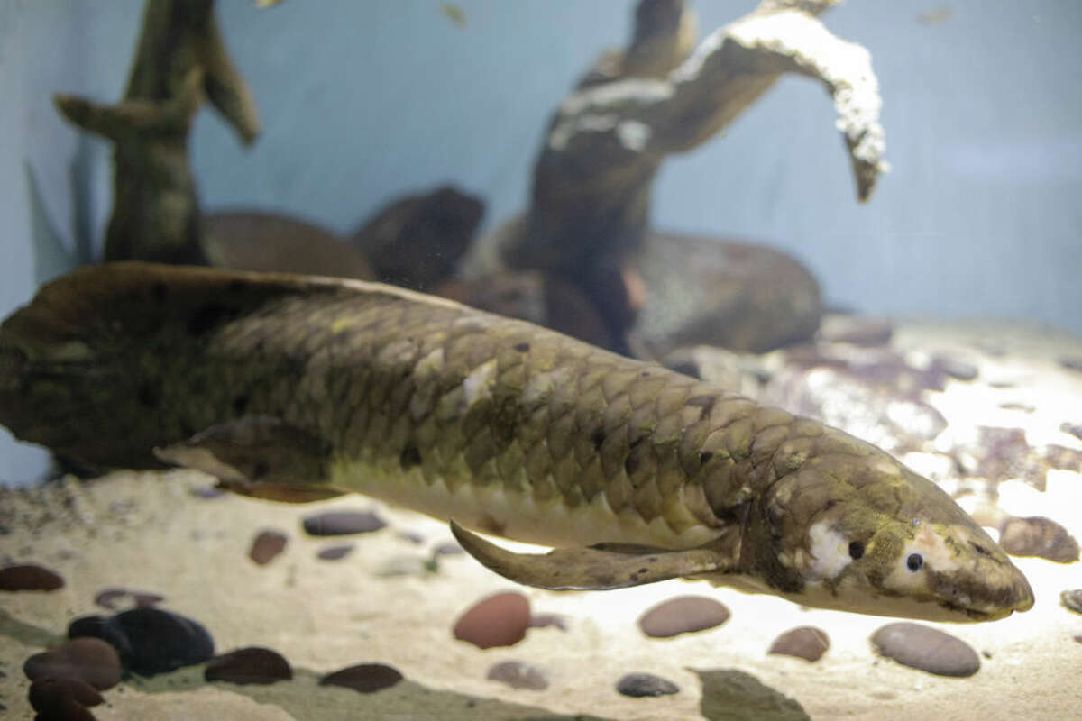 Matusalén, el pez pulmonado australiano de 90 años, se mudó al Acuario Steinhart en 1938, 15 años después de su apertura. 