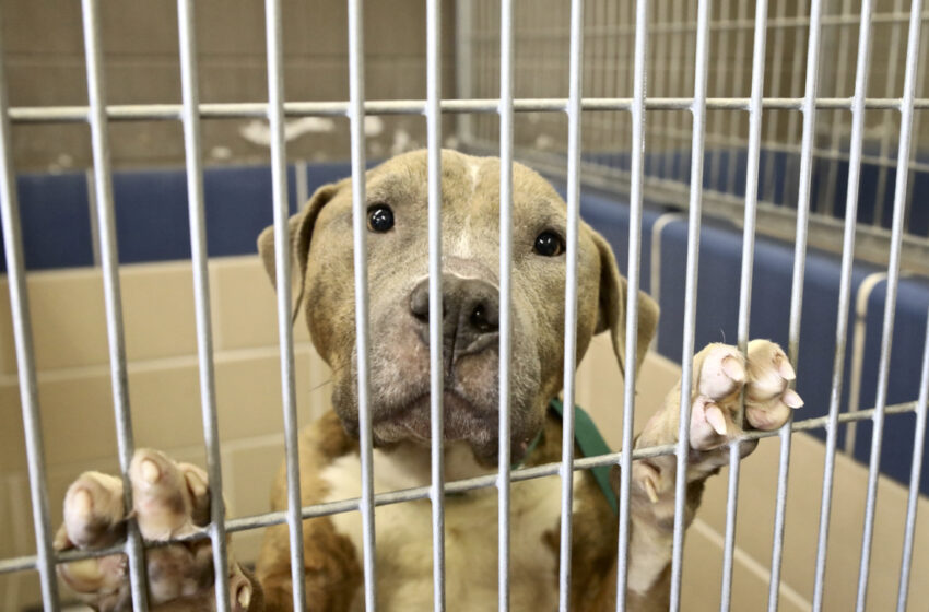  Aumentan las adopciones de mascotas en los Servicios para Animales del Condado de Winnebago