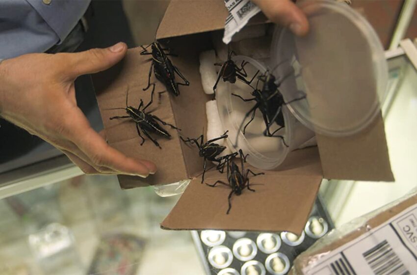  ‘Bug Out’ investiga quién robó 50.000 dólares en bichos exóticos de un museo de Filadelfia